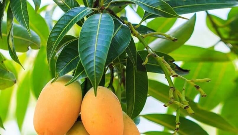 Té de Hojas de Mango: Un Remedio Natural para la Presión Arterial Alta